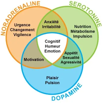 neurotransmetteurs